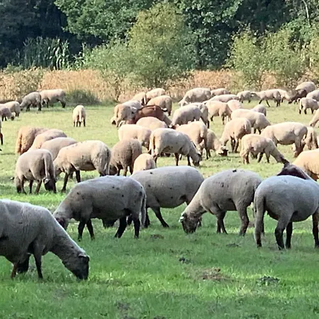 Unter Reet Im Heidedorf Bei Lueneburg * Sankt Dionys
