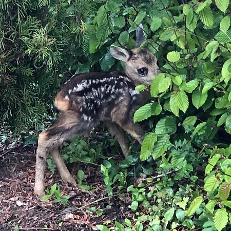 Nyaraló Unter Reet Im Heidedorf Bei Lueneburg