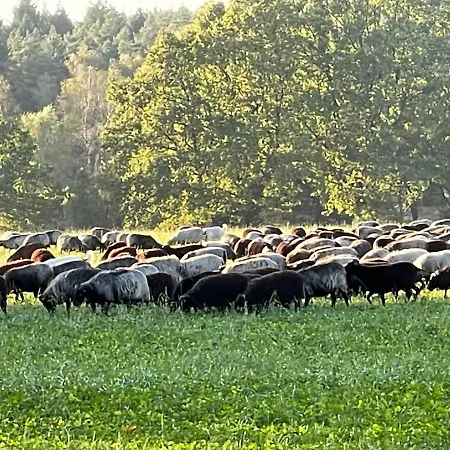 Nyaraló Unter Reet Im Heidedorf Bei Lueneburg