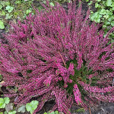 Unter Reet Im Heidedorf Bei Lueneburg Дом отдыха *