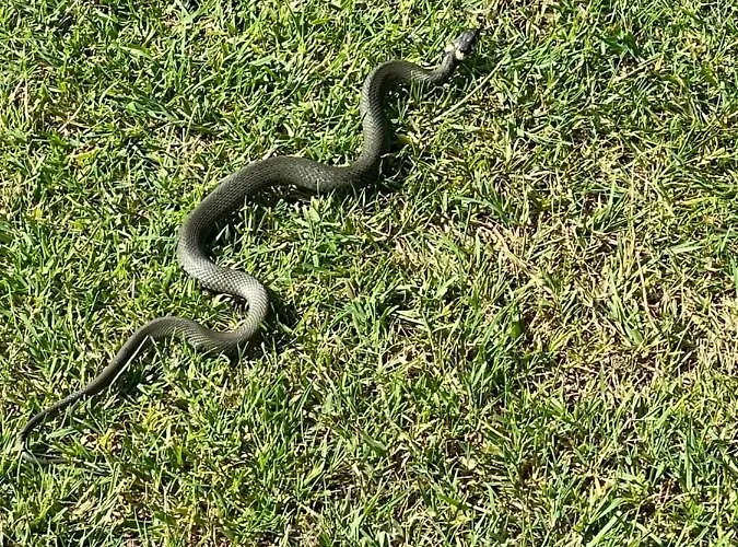 Nyaraló Unter Reet Im Heidedorf Bei Lueneburg