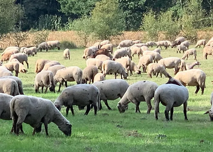 Unter Reet Im Heidedorf Bei Lueneburg * Sankt Dionys