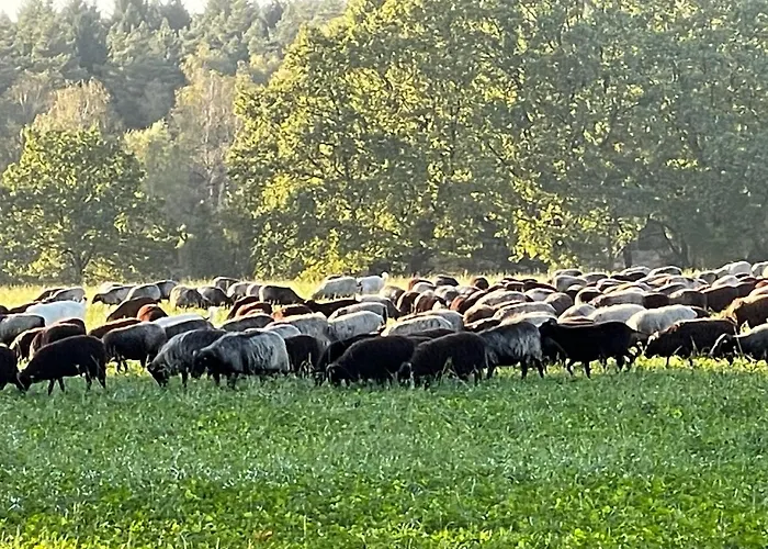 بيت للعطل Unter Reet Im Heidedorf Bei Lueneburg